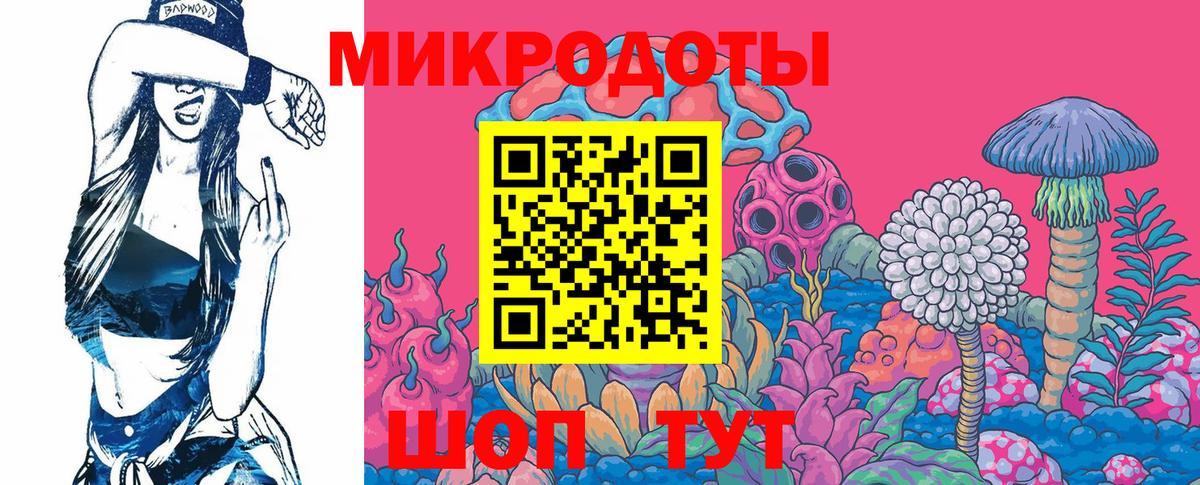 Галлюциногенные грибы Psilocybe Курчатов
