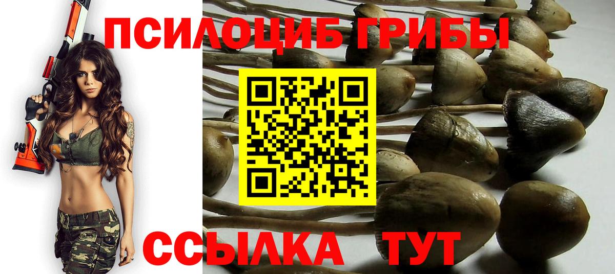 Псилоцибиновые грибы Psilocybine cubensis  Вход с VPN  Псилоцибиновые грибы прущие грибы  Курчатов 